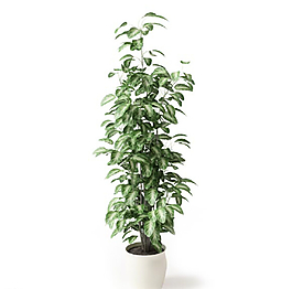 植物圖片
