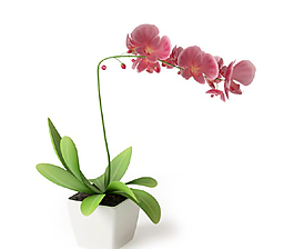 植物圖片