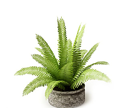 植物圖片