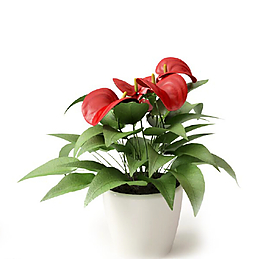 植物圖片