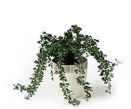植物圖片