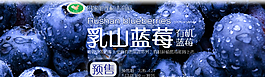 乳山有机蓝莓图片