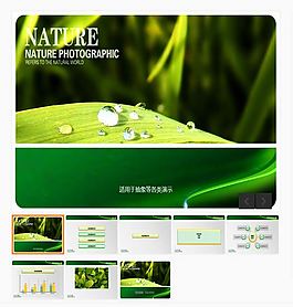 绿叶晶莹水珠ppt模板