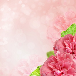 唯美玫瑰花淡雅背景圖片