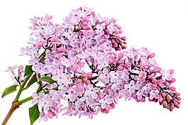 丁香花束花卉背景素材