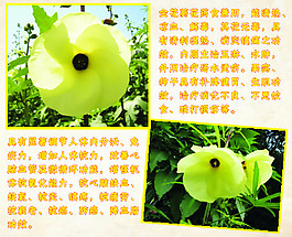 花茶系列宣傳海報