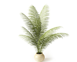 植物圖片