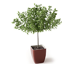 植物圖片