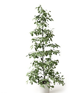 植物圖片
