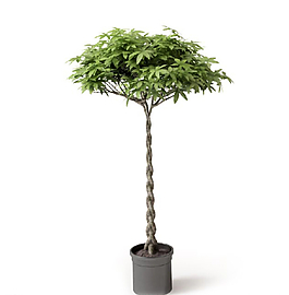 植物圖片