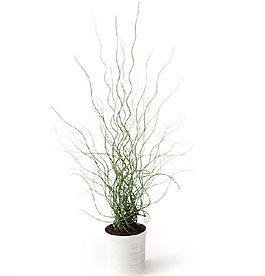植物圖片