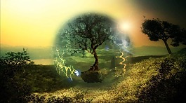 梦幻森林 视频素材