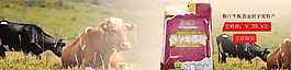 牦牛牛肉干食品banner下載