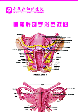 婦科診室掛圖圖片
