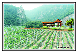 有機葡萄采摘園效果圖