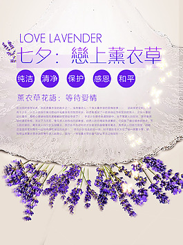 七夕 薰衣草 海报