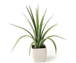 植物圖片