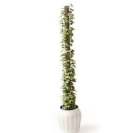 植物圖片