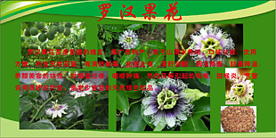 羅漢果海報圖片