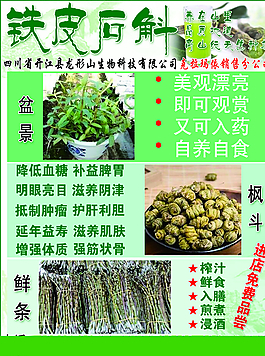 鐵皮石斛圖片