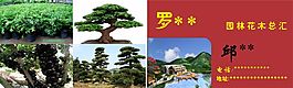 羅漢松