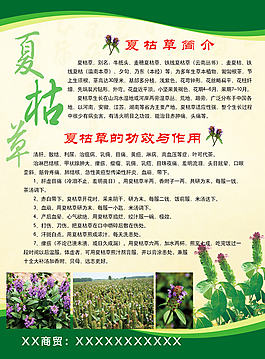 夏枯草單頁
