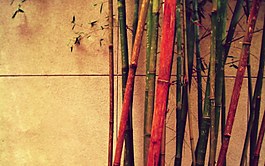 暖色竹子背景圖