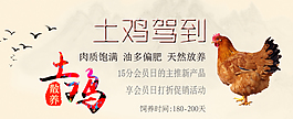 土鸡竹林仙鸡