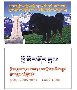 藏獒名片卡 藏語