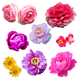花朵PSD