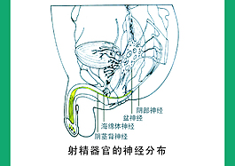 射精器官的神經(jīng)分布