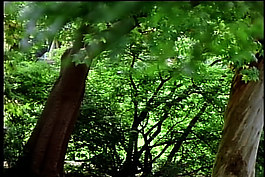 樹葉蜜蜂鶴