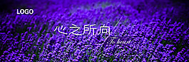 薰衣草banner