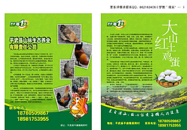 雞蛋DM單圖片