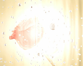 玫瑰花