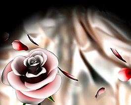 玫瑰花視頻