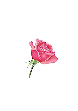 玫瑰花