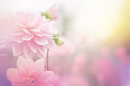 柔美花卉背景图片