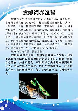 螳螂飼養流程