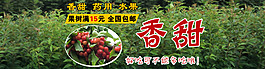 植物產品海報