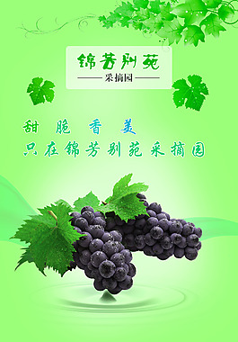 葡萄 葡萄園