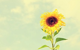 高清向日葵圖案背景jpg素