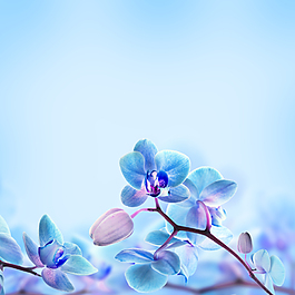 高清藍(lán)色花朵圖案背景jpg素