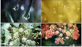 水中的花草視頻素材