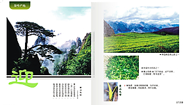 高山 茶 迎客松圖片