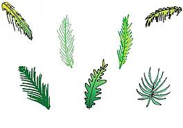 植物設(shè)計圖