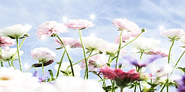 陽光花海