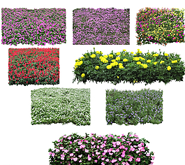 草本花卉圖片