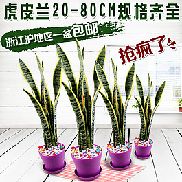 虎皮蘭
