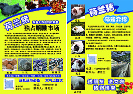 荷蘭豬 養(yǎng)殖傳單 宣傳介紹傳單彩頁